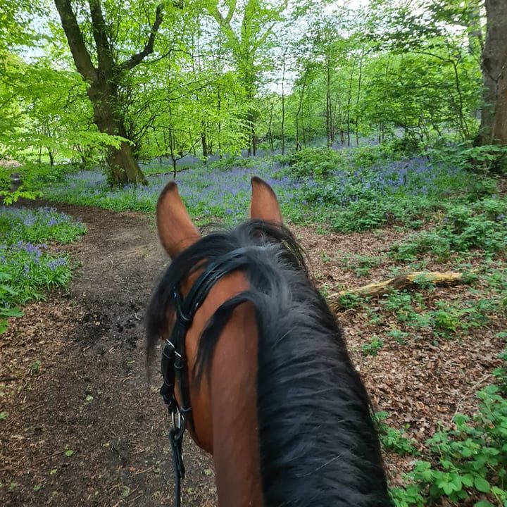 Ivy Lodge Livery hacking